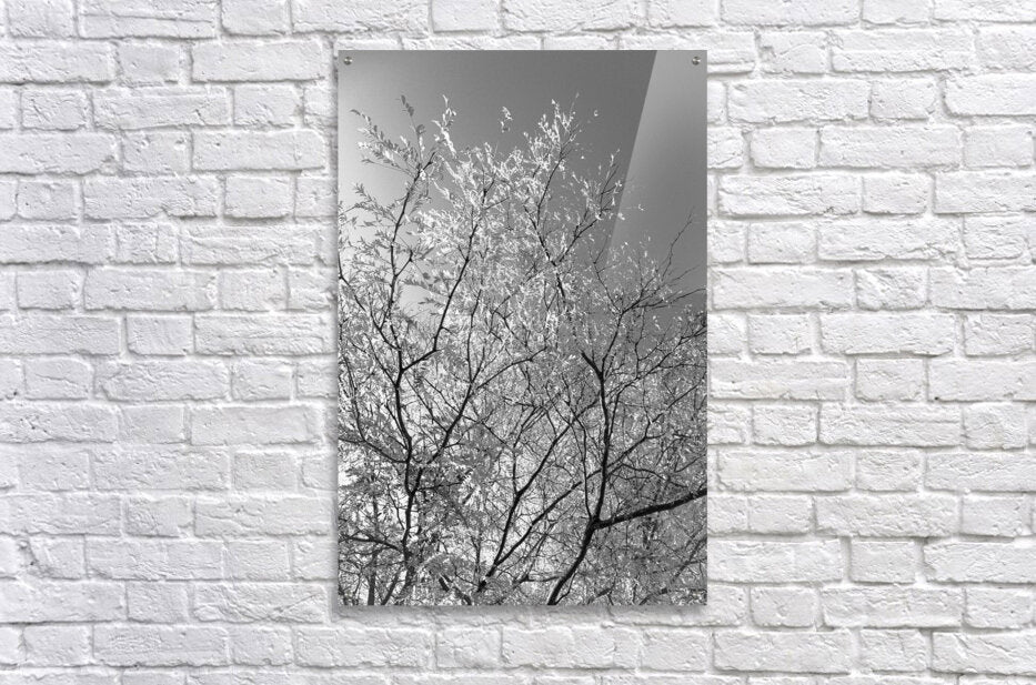 Acrylic Print