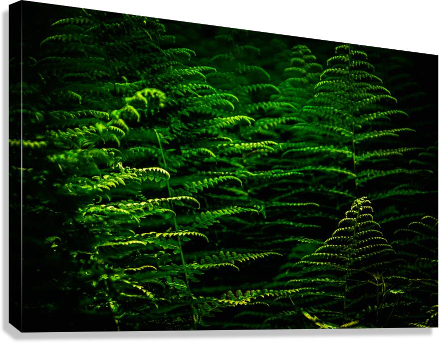 Giclée Stretched Canvas Print