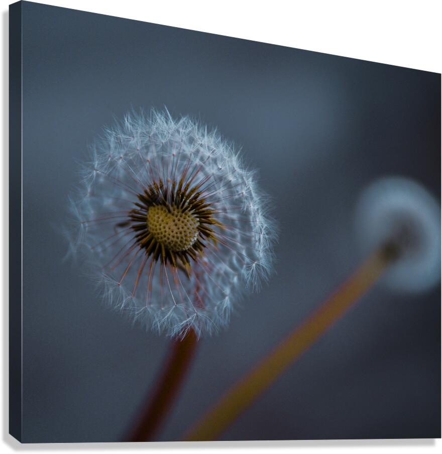 Giclée Stretched Canvas Print