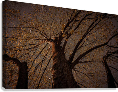 Giclée Stretched Canvas Print